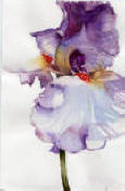 "Purple Iris" watercolor by California artist Anouk Johanna